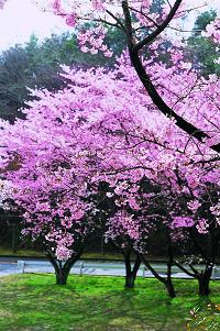 飯盛桜画像
