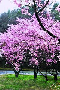 飯盛桜画像