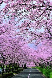 霊園の桜画像